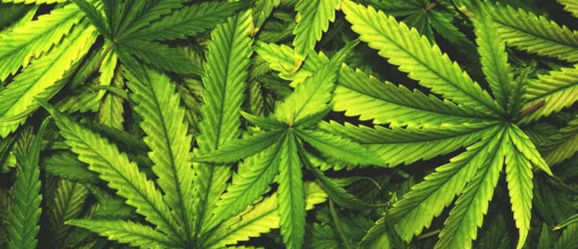 the-state-of-the-hemp-industry-in-2024-trends-and-insights