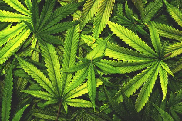 The State of the Hemp Industry in 2024: Trends and Insights