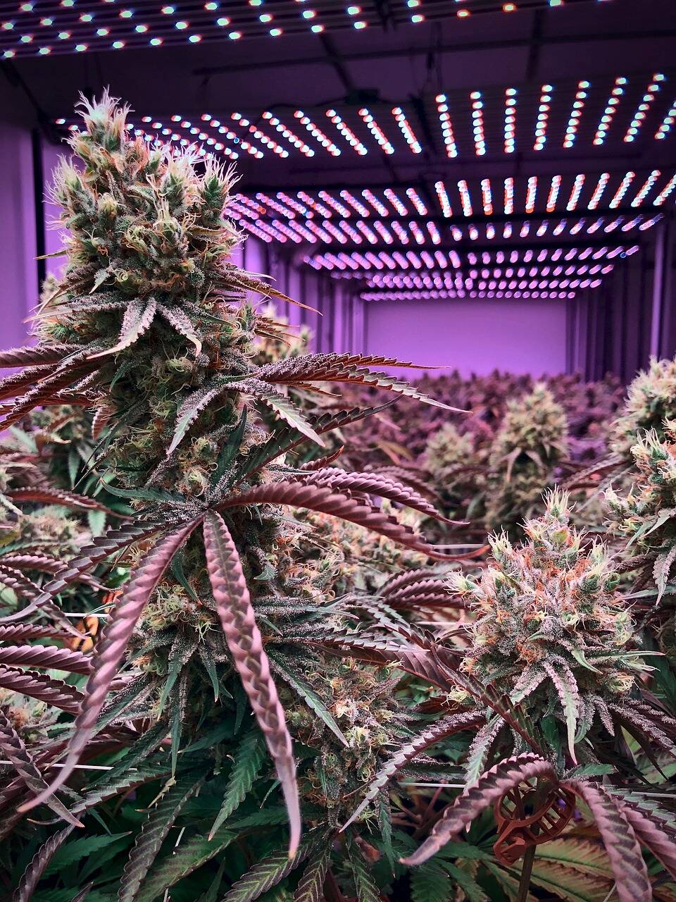 Understanding Hemp-Derived THC: What It Is and How It Differs from Traditional THC