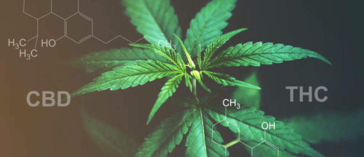 understanding-the-differences-between-cbd-and-thc-a-guide-for-boca-raton-residents