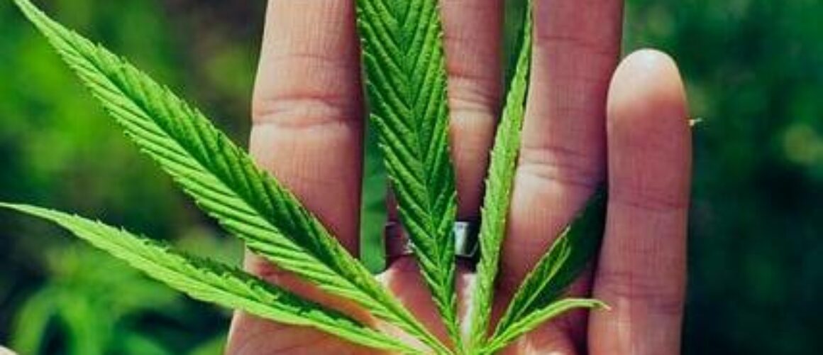thc-free-options-understanding-the-benefits-of-broad-spectrum-and-cbd-isolate