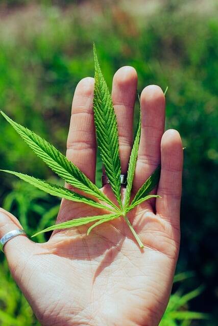 THC-Free Options: Understanding the Benefits of Broad-Spectrum and CBD Isolate