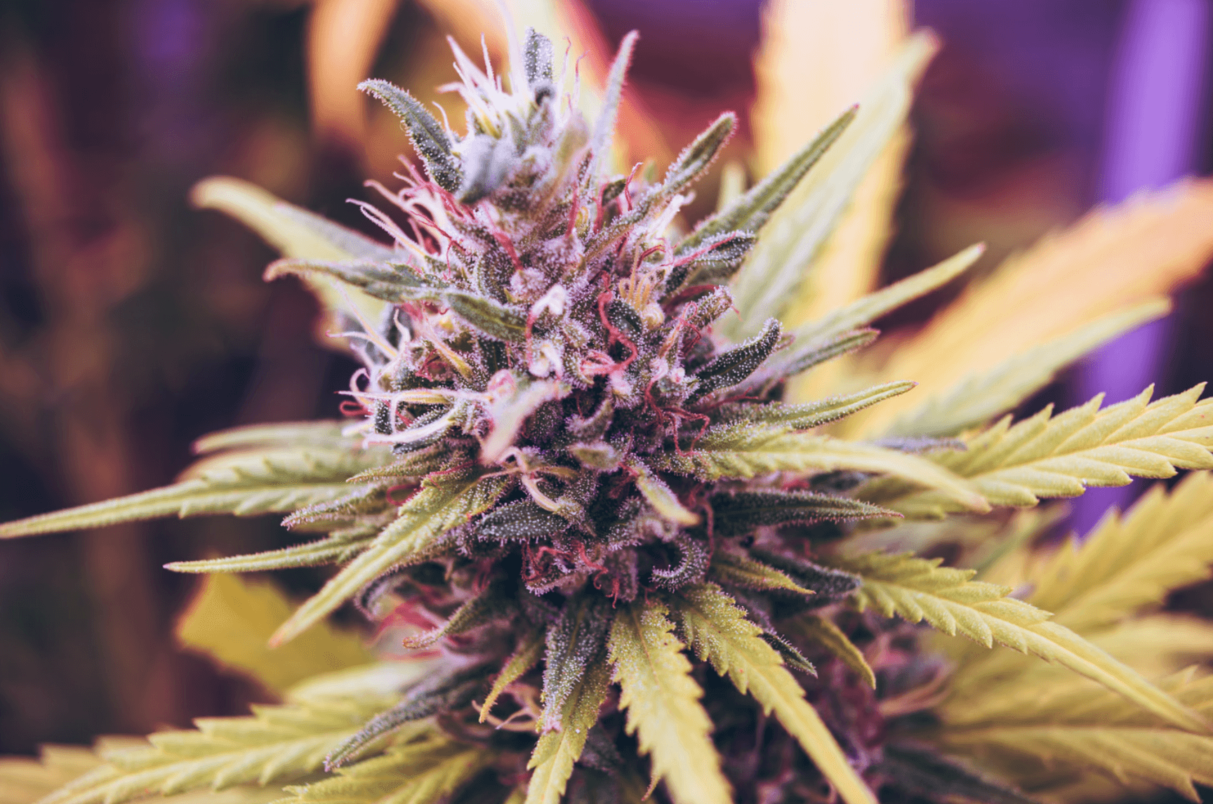 Relax Naturally with CBD Flower